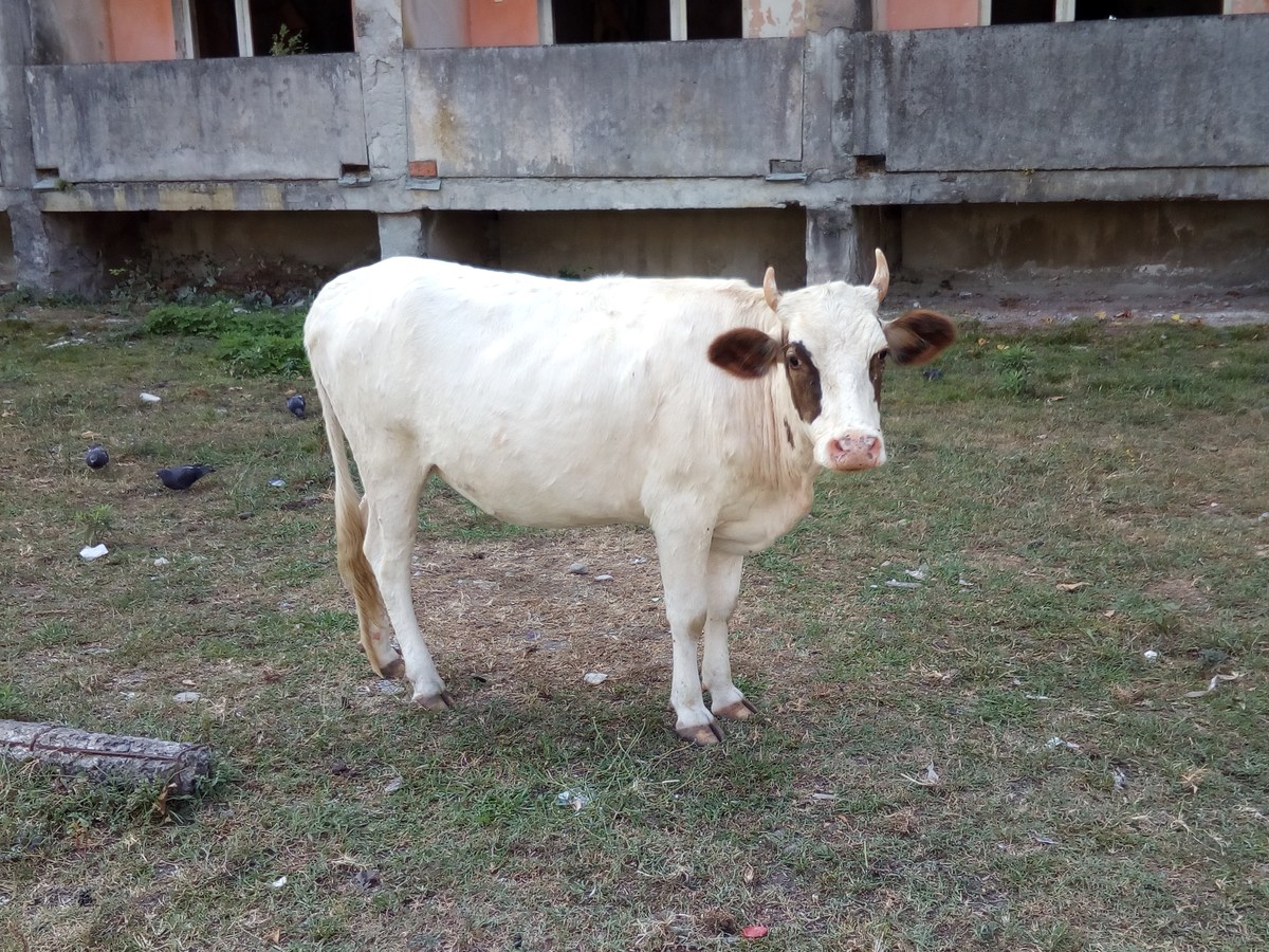 Корова. Во дворах города Агудзера.
