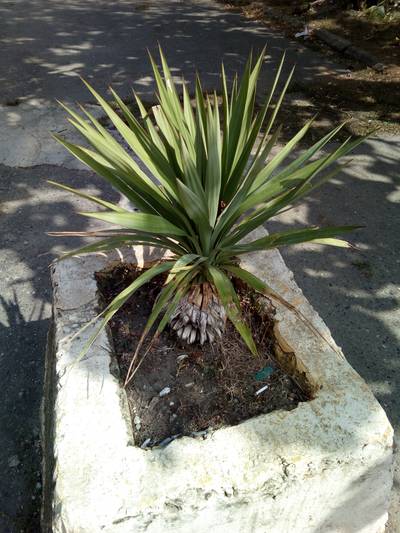 Во дворах города Агудзера.  Абхазия.