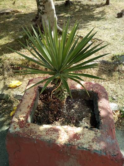 Во дворах города Агудзера.  Абхазия.