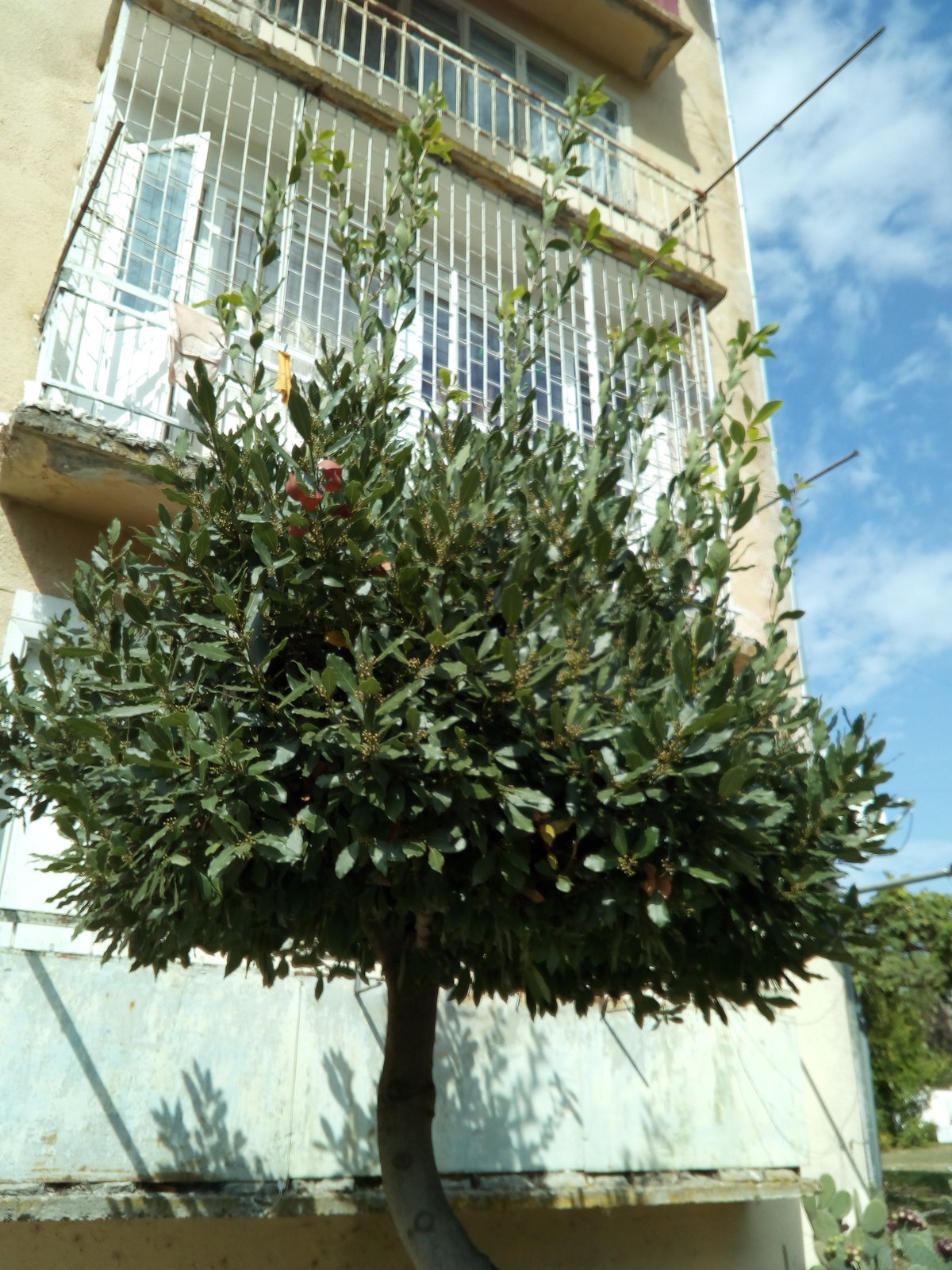 Лавровый куст. Во дворах города Агудзера.