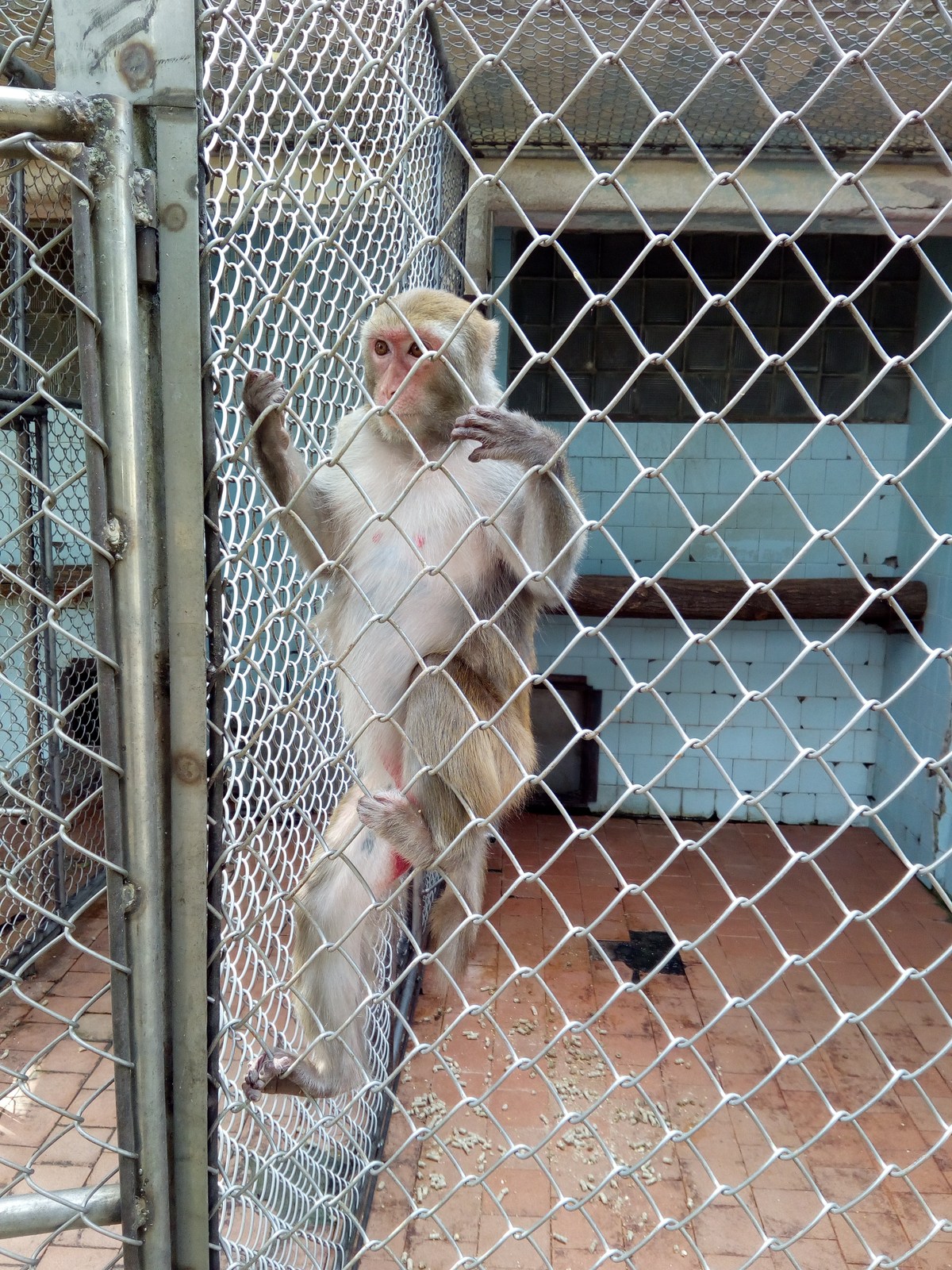  Сухумский обезьяний питомник.