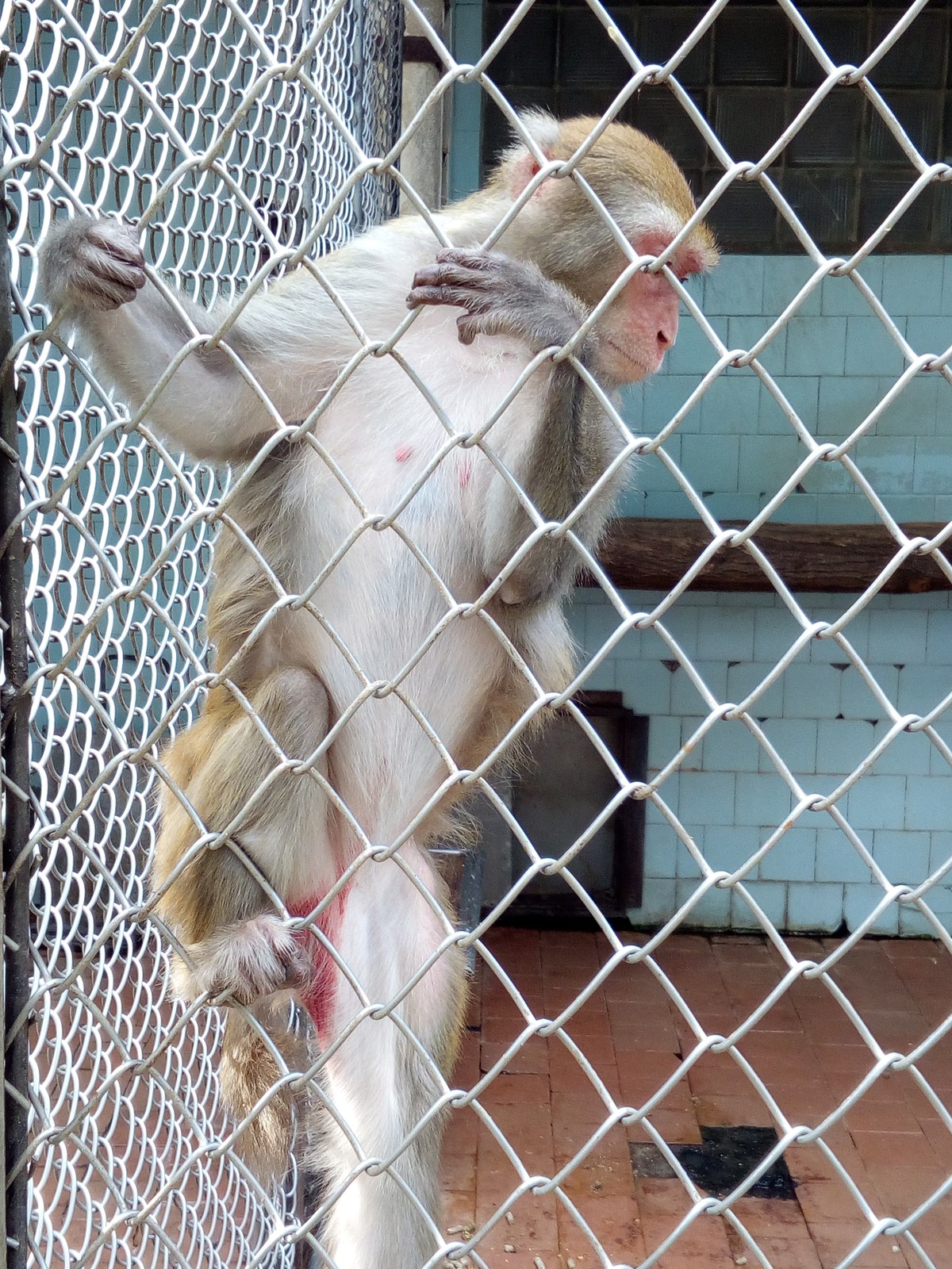 Сухумский обезьяний питомник.
