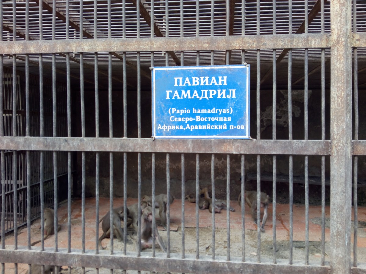 Павиан гамадрил (Papio hamadryas). Сухумский обезьяний питомник.