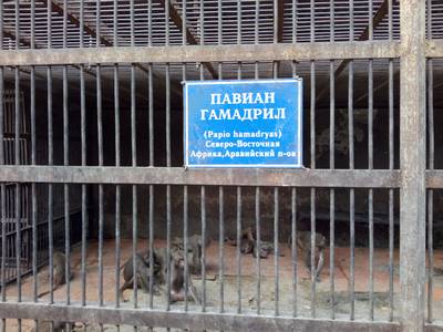 Сухумский обезьяний питомник. Абхазия.