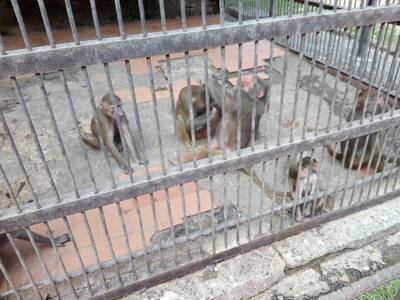 Сухумский обезьяний питомник. Абхазия.
