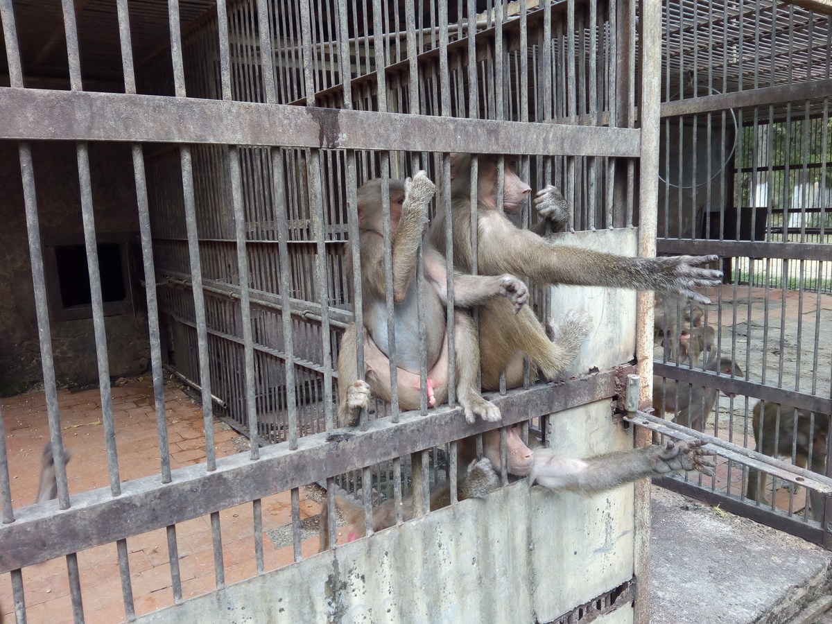 Павиан гамадрил (Papio hamadryas). Сухумский обезьяний питомник.
