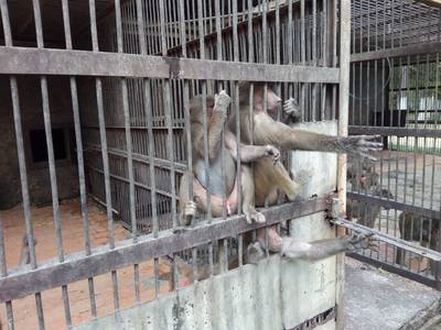 Сухумский обезьяний питомник. Абхазия.