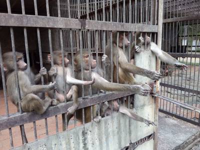 Сухумский обезьяний питомник. Абхазия.