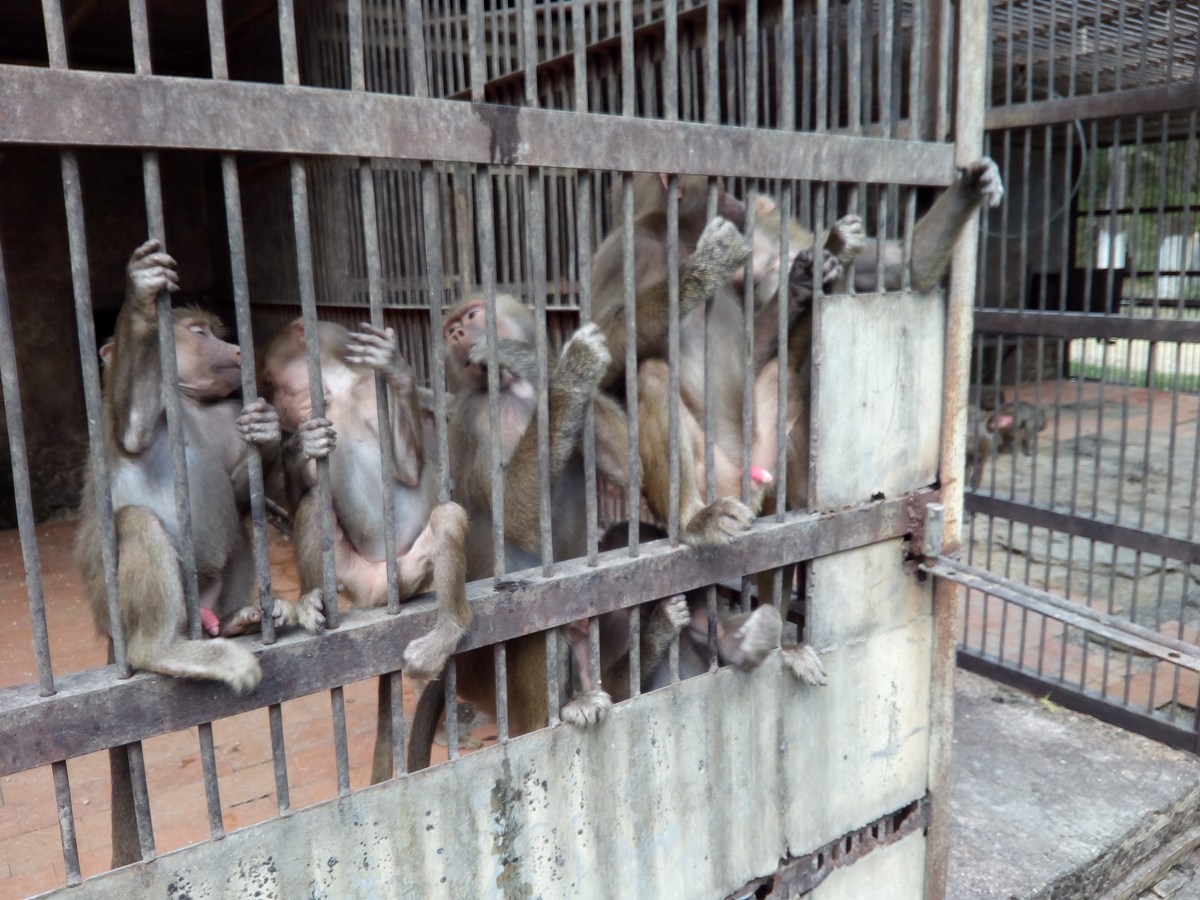 Павиан гамадрил (Papio hamadryas). Сухумский обезьяний питомник.
