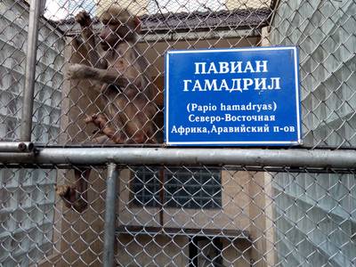 Сухумский обезьяний питомник. Абхазия.