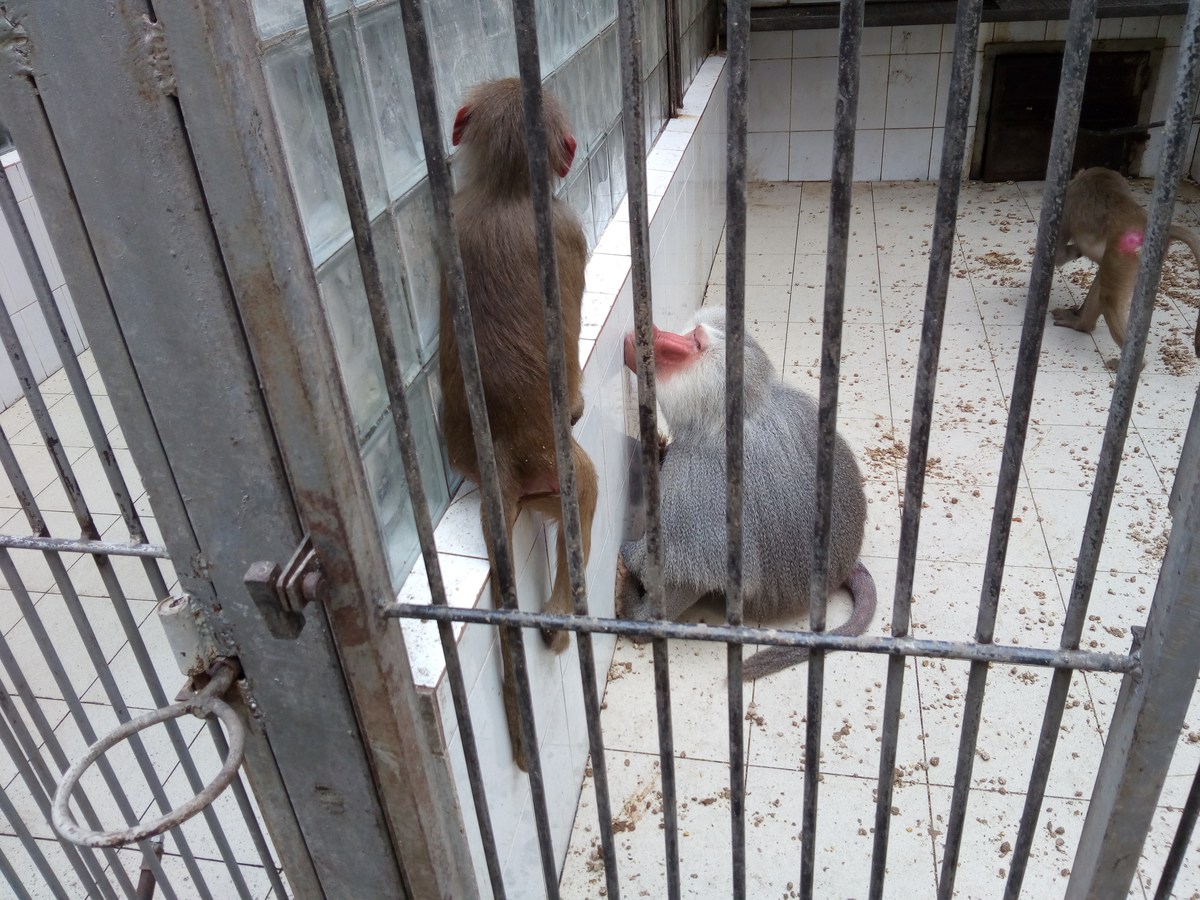  Сухумский обезьяний питомник.