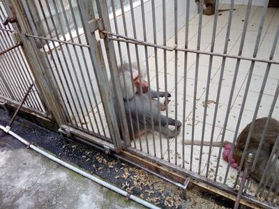 Сухумский обезьяний питомник. Абхазия.