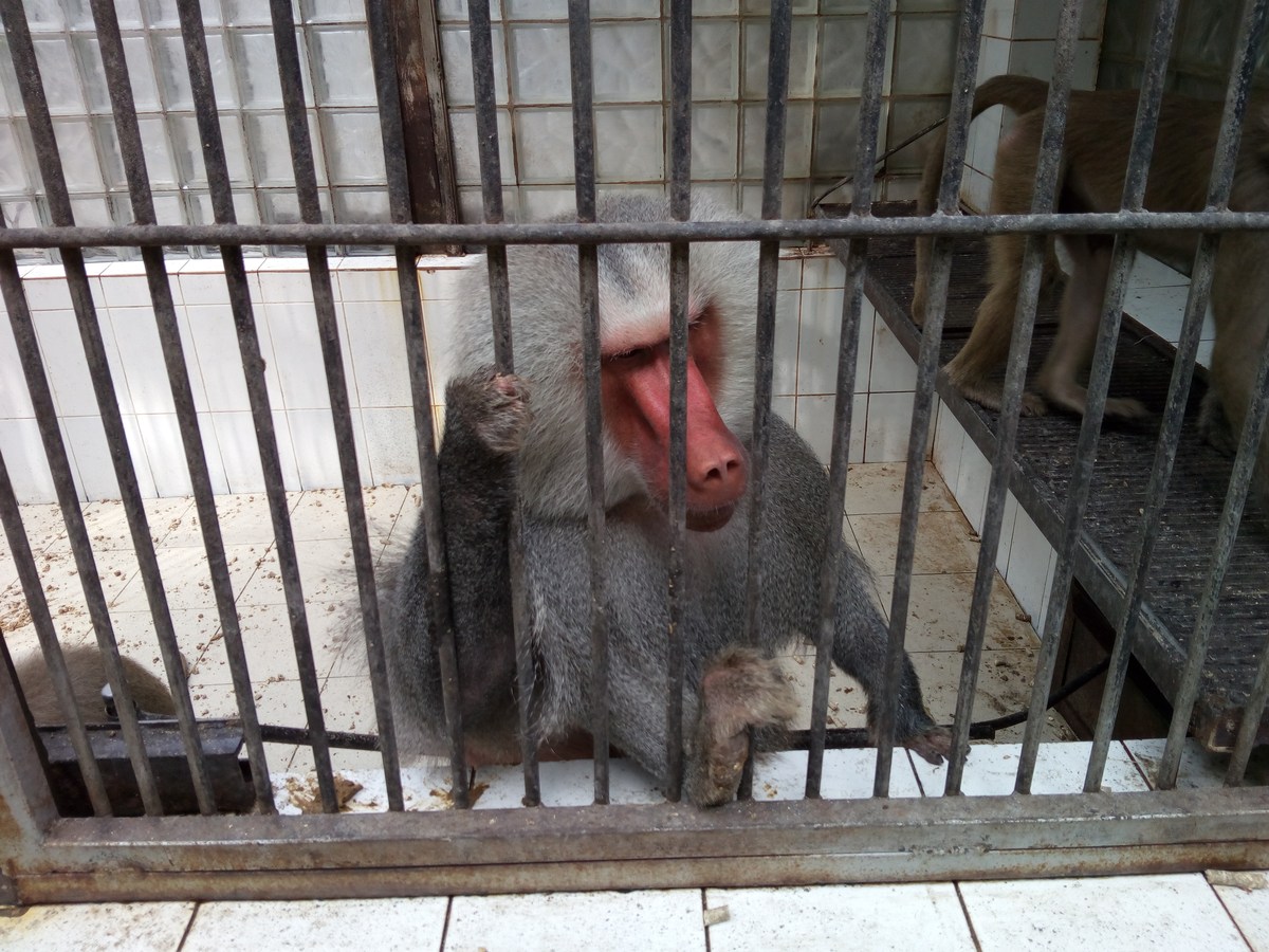  Сухумский обезьяний питомник.