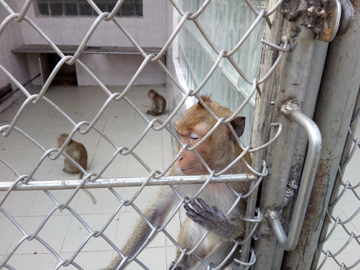  Сухумский обезьяний питомник.