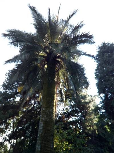 Сухумский ботанический сад. Абхазия.