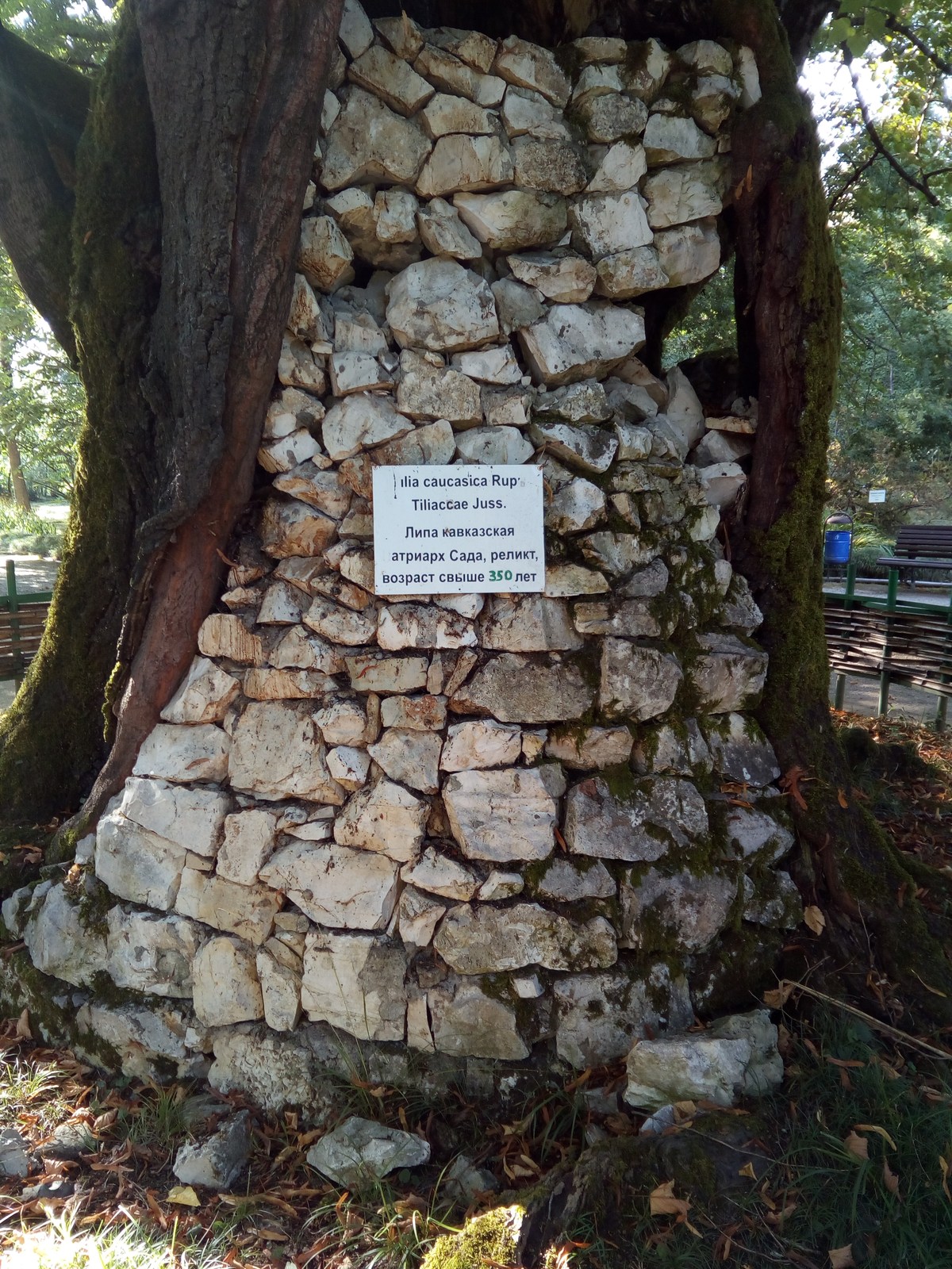  Сухумский ботанический сад.