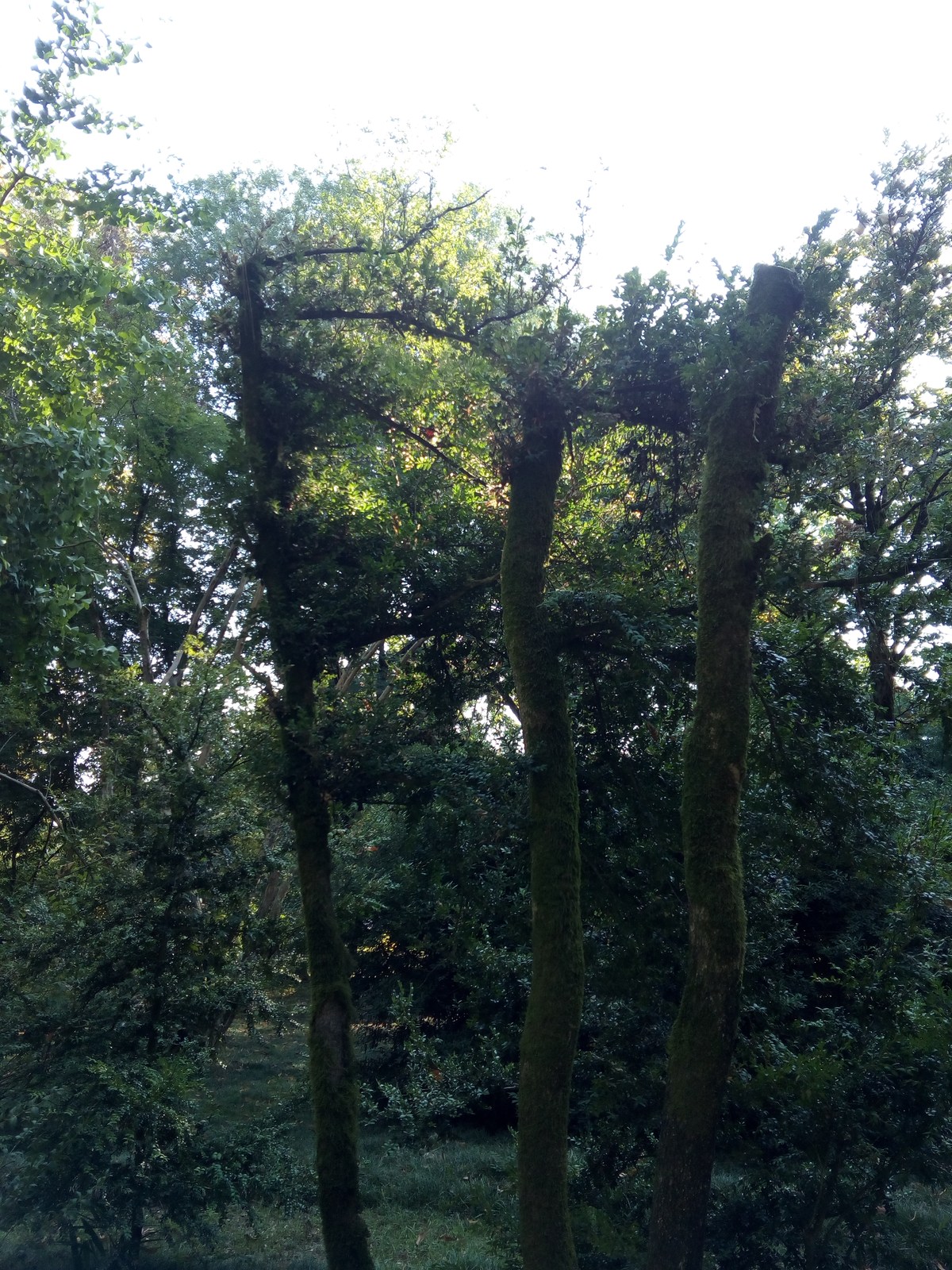 Самшит вечнозелёный. Сухумский ботанический сад.