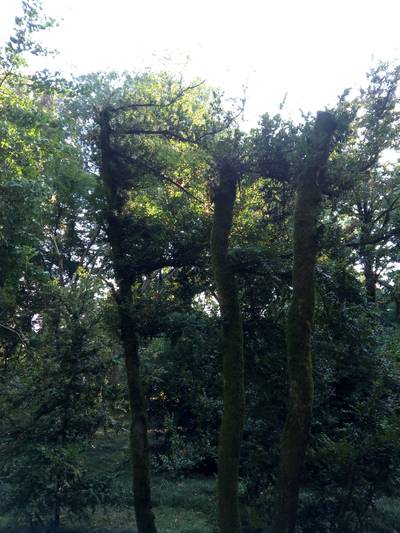 Сухумский ботанический сад. Абхазия.