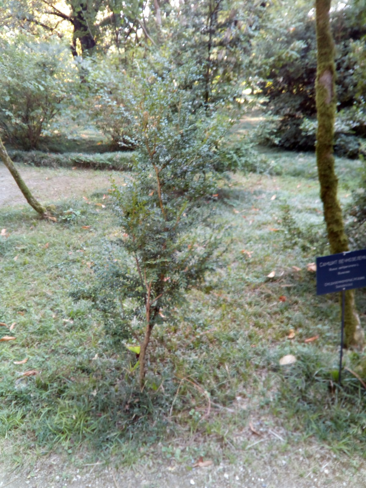 Самшит вечнозелёный. Сухумский ботанический сад.