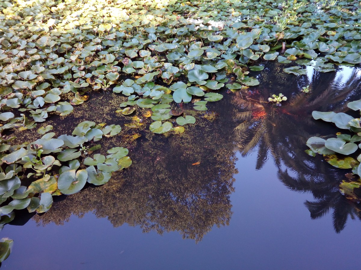  Сухумский ботанический сад.
