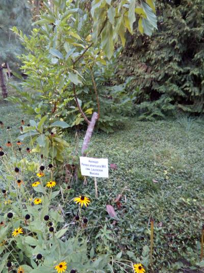 Сухумский ботанический сад. Абхазия.