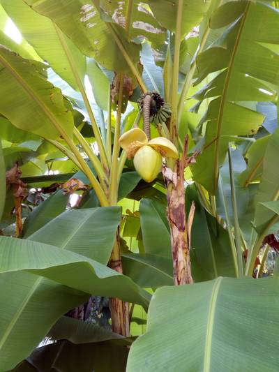 Сухумский ботанический сад. Абхазия.