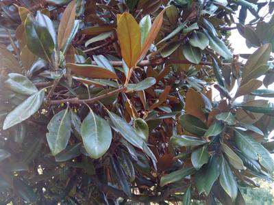 Сухумский ботанический сад. Абхазия.