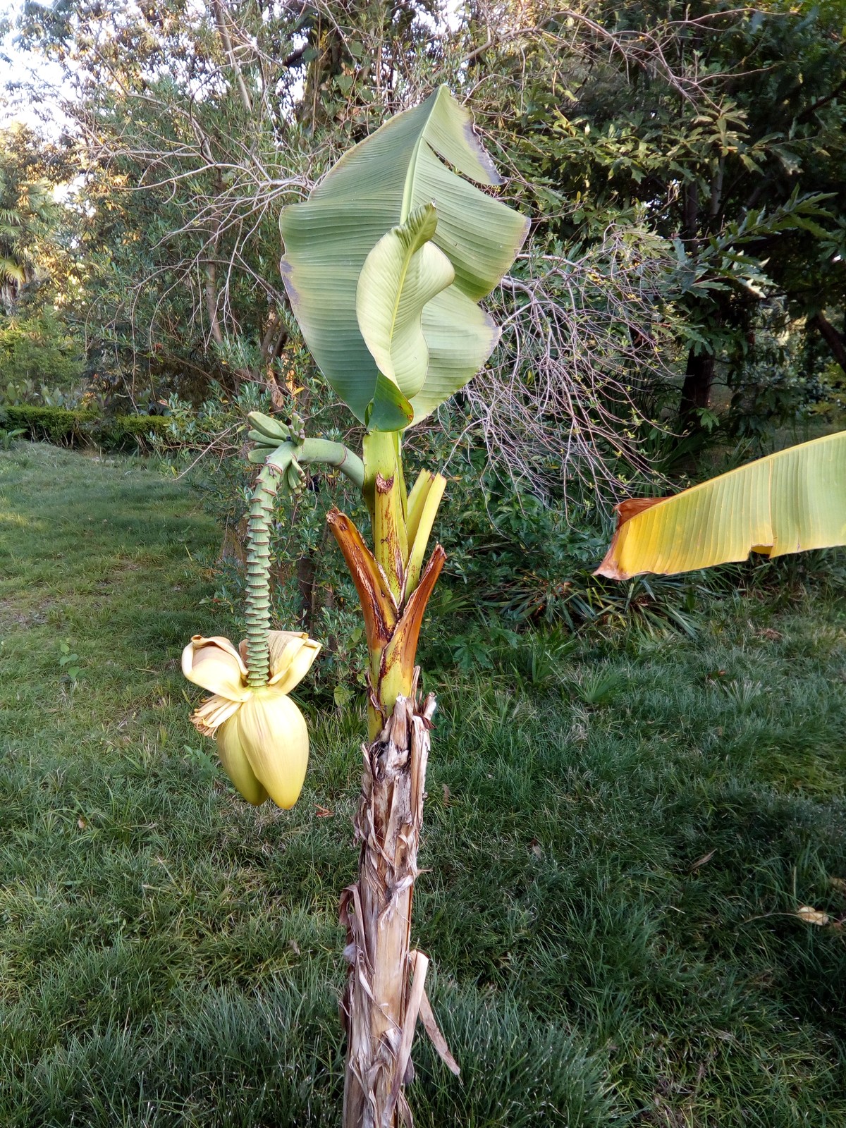  Сухумский ботанический сад.