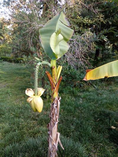 Сухумский ботанический сад. Абхазия.