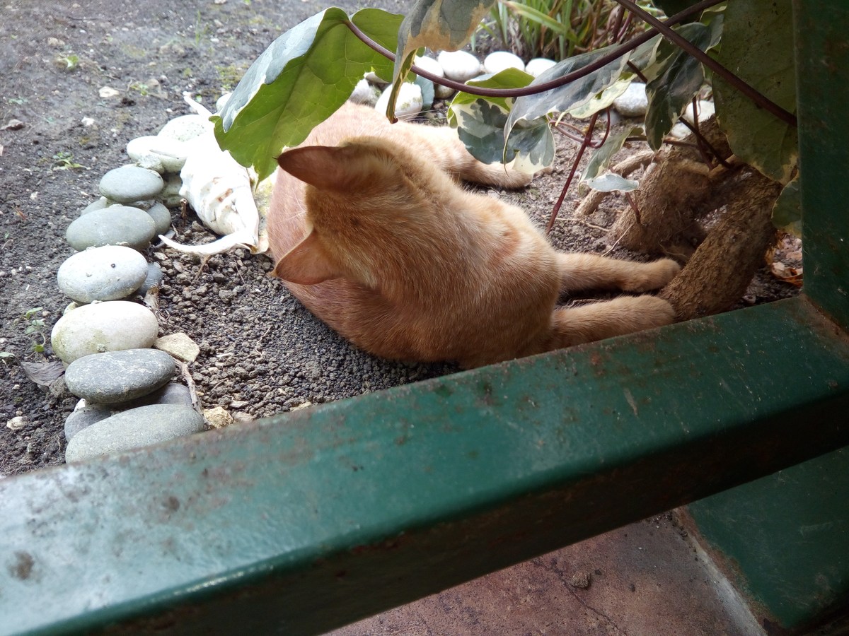 Кафе в Новом Афоне.  Ресторан 'Ущелье'.