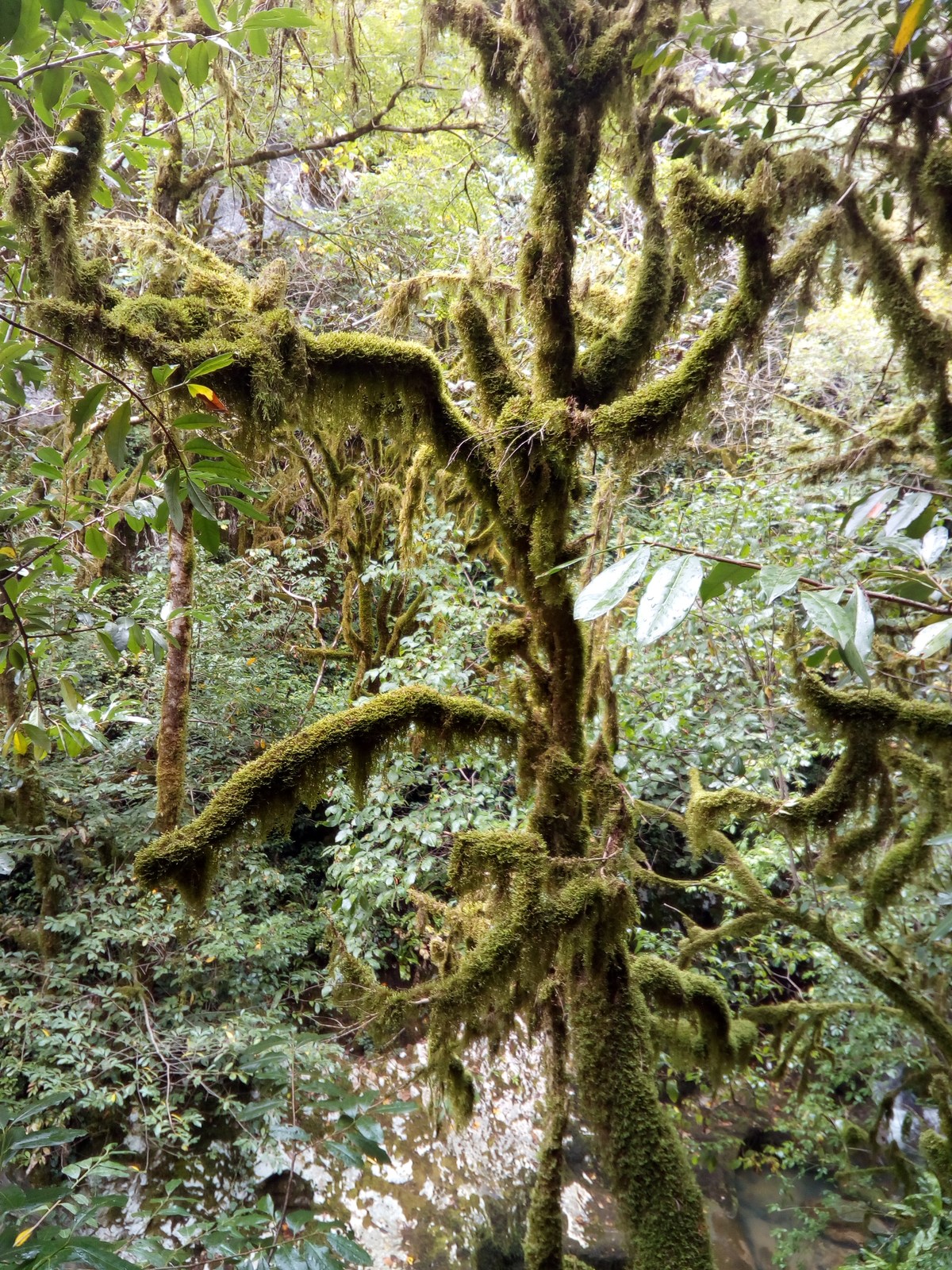 Сказочный лес. Ресторан Ассир.