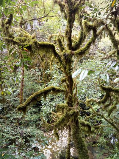 Ресторан Ассир. Абхазия.