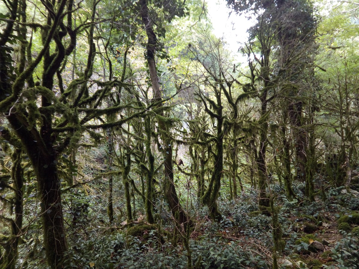 Сказочный лес. Ресторан Ассир.