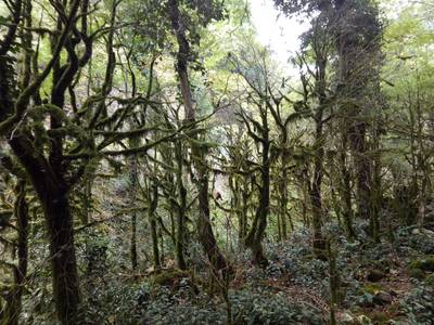 Ресторан Ассир. Абхазия.