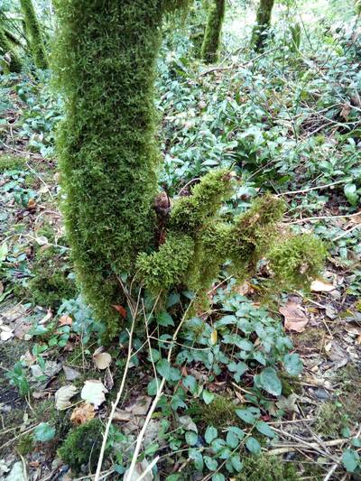 Ресторан Ассир. Абхазия.