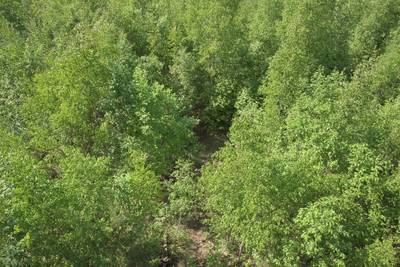 Ездили в Мяннику