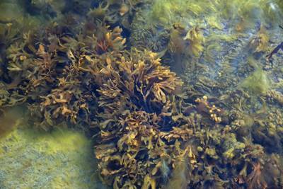 Музей на открытом воздухе Виимси (Viimsi vabaõhumuuseum).