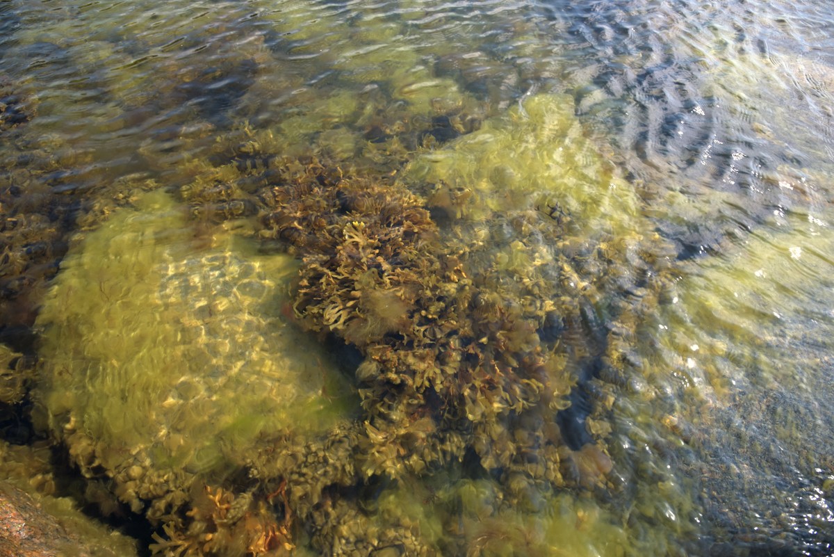  Музей на открытом воздухе Виимси, 2.