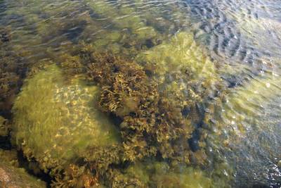 Музей на открытом воздухе Виимси (Viimsi vabaõhumuuseum).