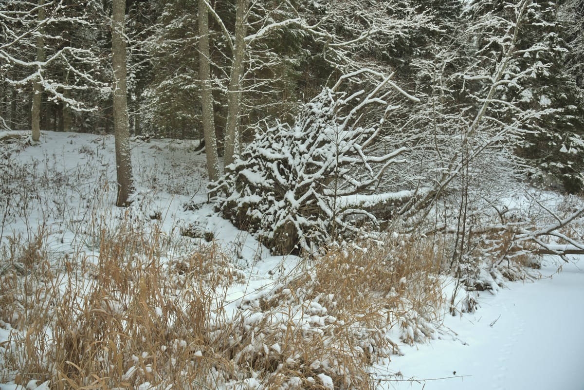  Зимний пикник в Оанду.