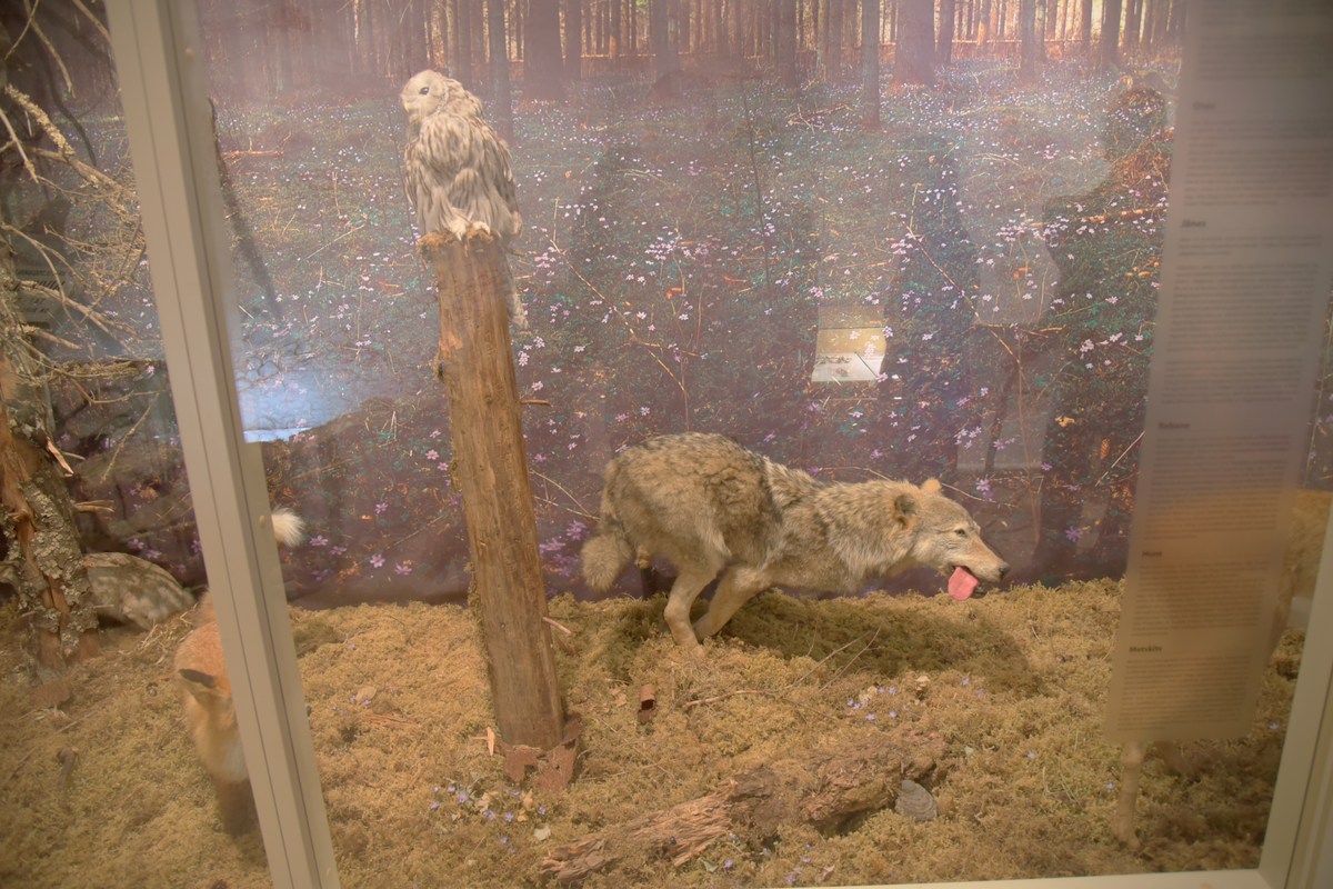 Местные животные.  Музей Ярвамаа.