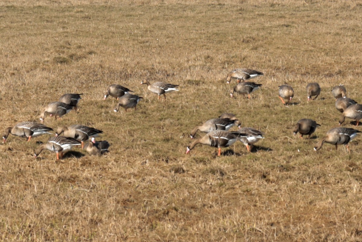  Прогулка по городу Пярну.