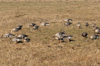 Прогулка по городу Пярну.