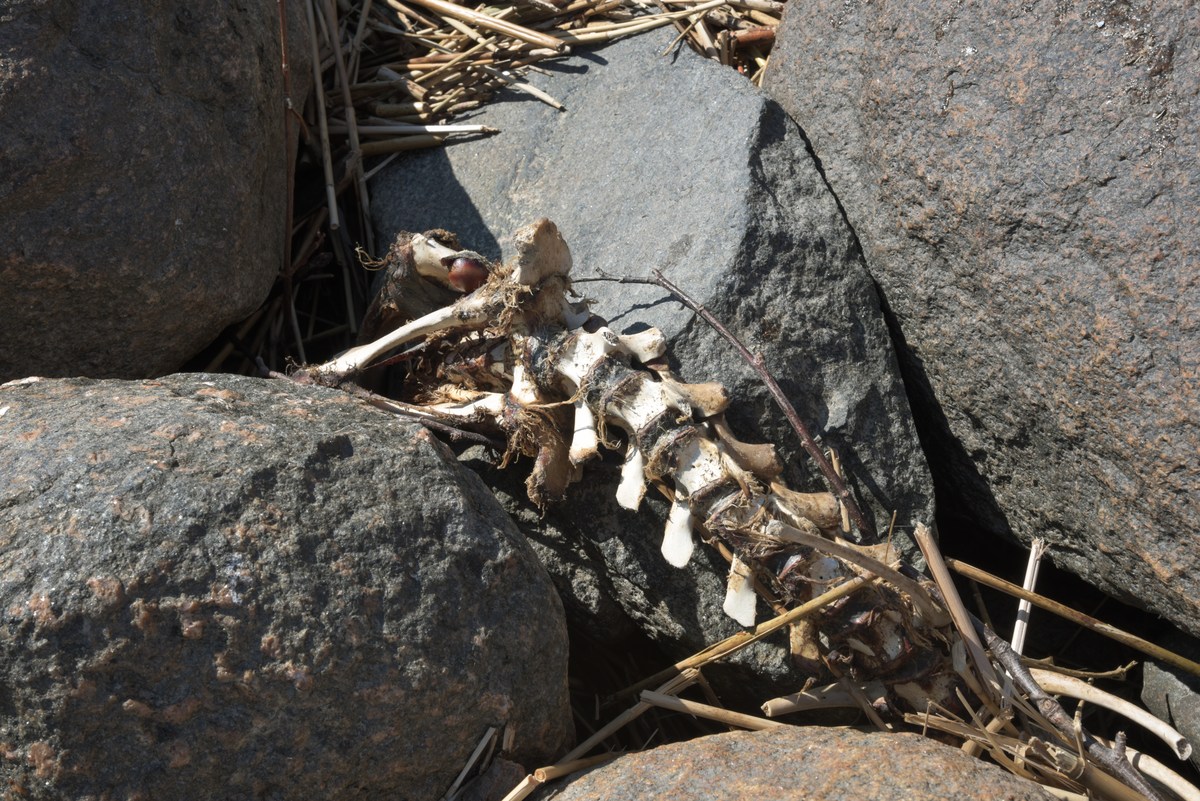 Прогулка по городу Пярну.