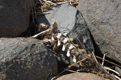 Прогулка по городу Пярну.