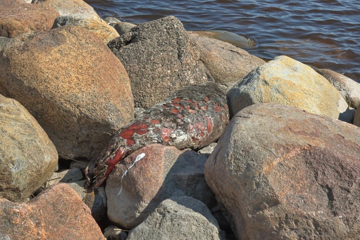  Прогулка по городу Пярну.