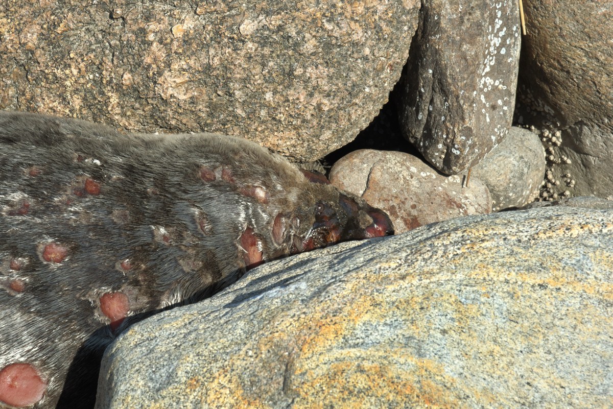  Прогулка по городу Пярну.