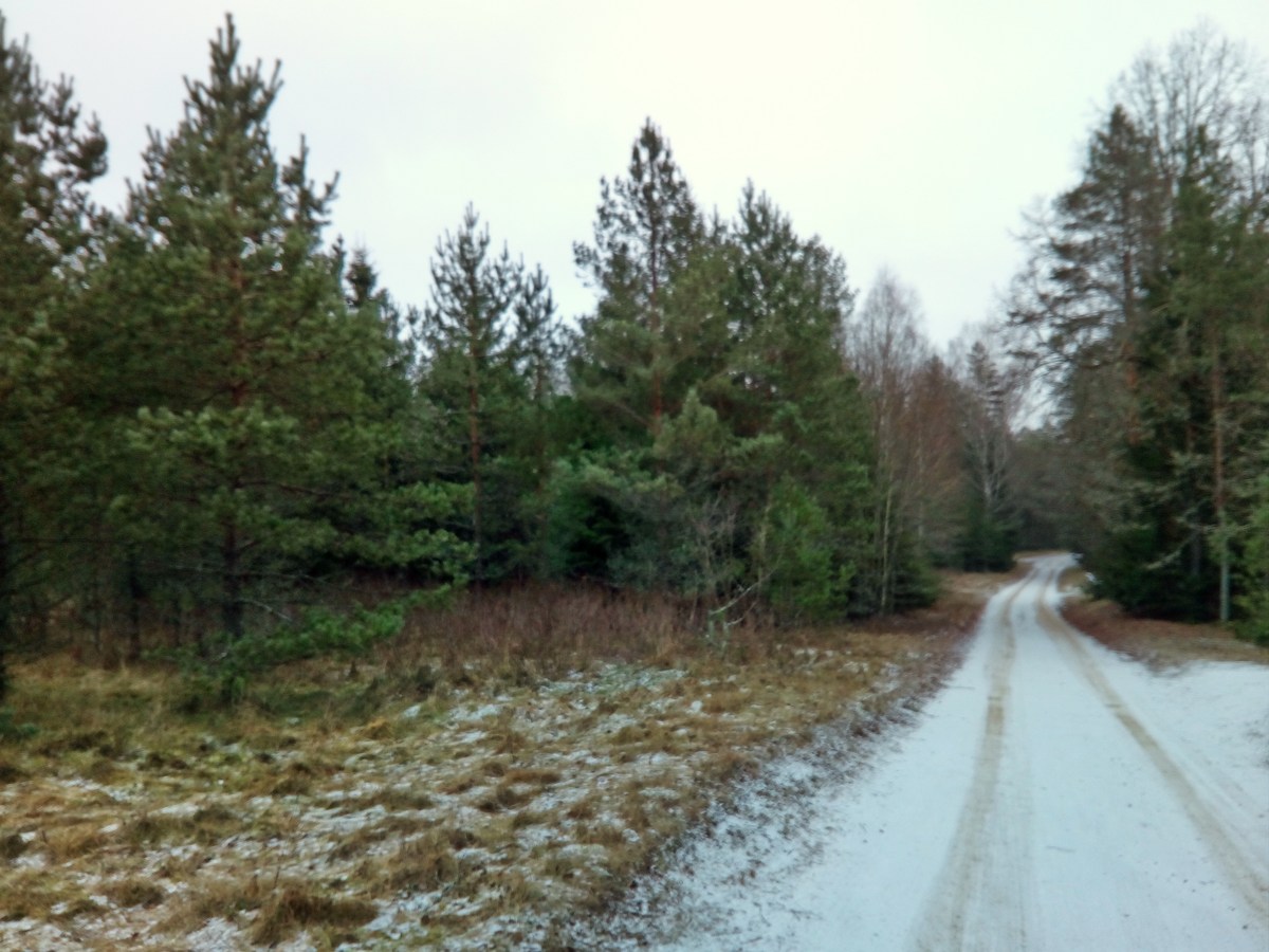  Прогулка по болоту.