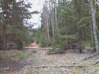 Прогулка по болоту.