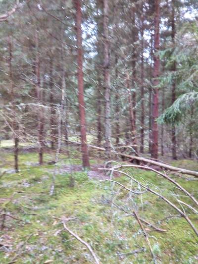 Прогулка по болоту.